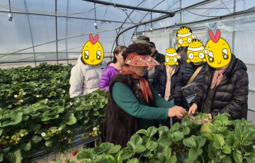 싱그러운 봄 햇살과 함께한 딸기따기 체험