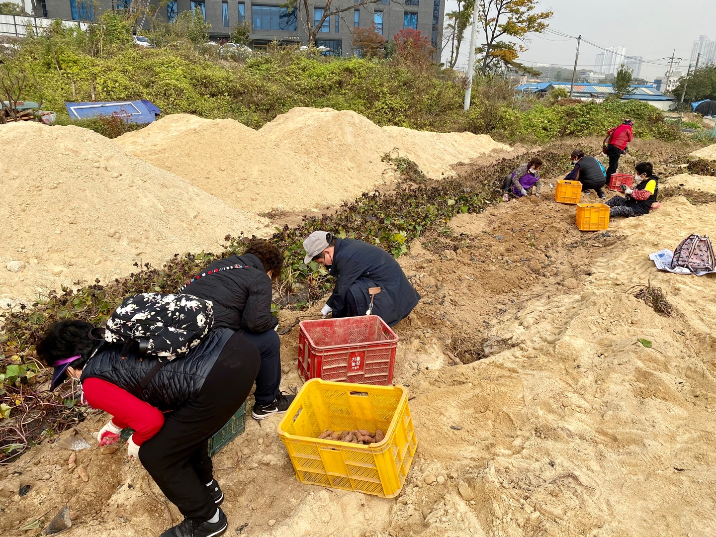 2020년 좋은 친구와 거리두기를 실천하며 함께하는 성인장애인 고구마 체험 나들이 실시. 2020년 좋은 친구와 거리두기를 실천하며 함께하는 성인장애인 고구마 체험 나들이 실시.